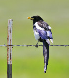 Yellow-billed Magpie
