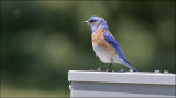 Western Bluebird, male