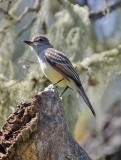 Ash-throated Flycatcher