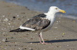 possible Western Gull (weymani), 3rd cycle (#1 of 3)