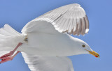 presumed GWGU x HERG, adult (3 of 3)