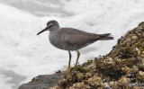 Wandering Tattler, alternate