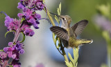 Annas Hummingbird, adult female (#3 of 3)