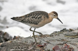 Ruff, juv. (#1 of 4)