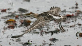 Ruff, juv. (#4 of 4)