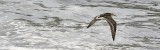Ruff, juv. (#2 of 4)