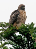 Red-tailed Hawk, subadult (#1 of 2)