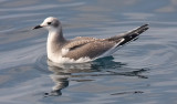 Sabines Gull, 1st cycle