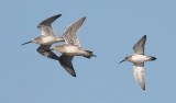 Dunlin with Long-billed Dowitchers, all juvs.