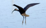 White-faced Ibis (#3 of 3)