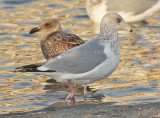 Herring Gull, probable 4th cycle