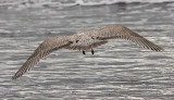 probable Herring Gull, juvenile (#2 of 2)