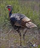 Wild Turkey, male