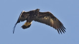 Golden Eagle, juvenile (#1 of 2)