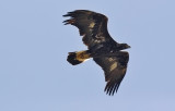 Golden Eagle, juvenile (#2 of 2)