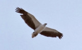 White-breasted Sea-eagle