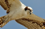 Osprey, juvenile (#2 of 2)