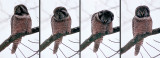 Northern Hawk Owl - scroll