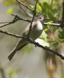 Warbling Vireo