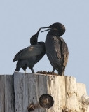 Brandt's Cormorants (#2 of 3)