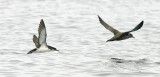 Manx Shearwater with Sooty Shearwater (#1a of  2)