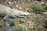 Large salt-water croc cooling himself, Rio Tarcoles