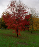 Autumn Colors Nikon F100