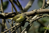 American Redstart - female