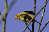 Scarlet Tanager - juvenile
