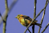 Scarlet Tanager - juvenile