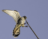 American Kestrel - male