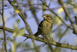 Song Sparrow - juvenile