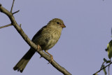 Field Sparrow - juvenile