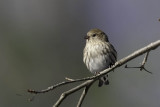 Pine Siskin