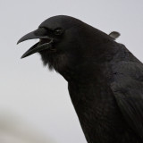 American Crow