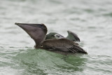 Brown Pelican with rider