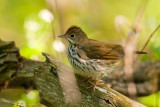 Ovenbird