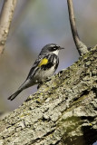 Yellow-rumped Warbler