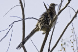 Greater Roadrunner