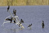 Cormorants