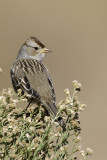 White-crowned Sparrow - juvenile