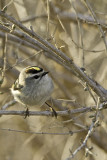 Golden-crowned Kinglet