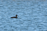 Surf Scoter 3