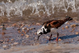 Ruddy Turnstone 3