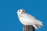 Snowy Owl 2