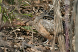 American Woodcock 2