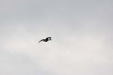 IMG_9995.jpg