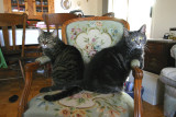 Ashley and Bruiser.jpg
