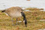 Canada Goose foraging.jpg