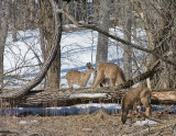Whitetail 1.jpg